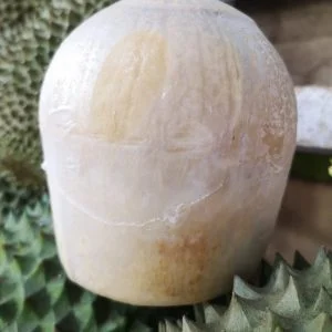 Thailand Coconut