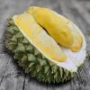 Green skin King Durian