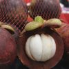 Japanese Mangosteen