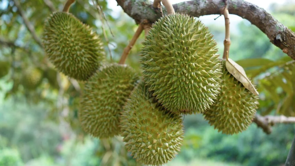 Durian Delivery Services