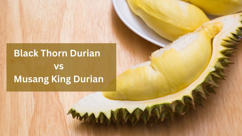 Black Thorn Durian vs. Musang King